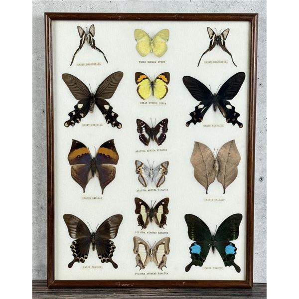 Butterfly Specimens In Frame Entomology