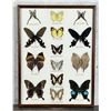 Image 1 : Butterfly Specimens In Frame Entomology