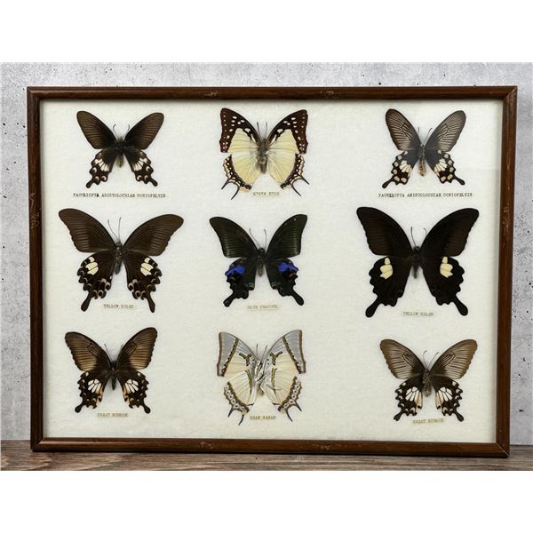 Butterfly Specimens In Frame Entomology