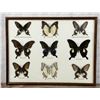 Image 1 : Butterfly Specimens In Frame Entomology
