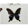 Image 2 : Butterfly Specimens In Frame Entomology