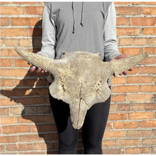Montana River Found Ancient Buffalo Skull
