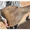 Image 10 : Montana Camarasaurus Humerus Fossil Dinosaur Bone