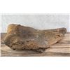 Image 11 : Montana Camarasaurus Humerus Fossil Dinosaur Bone