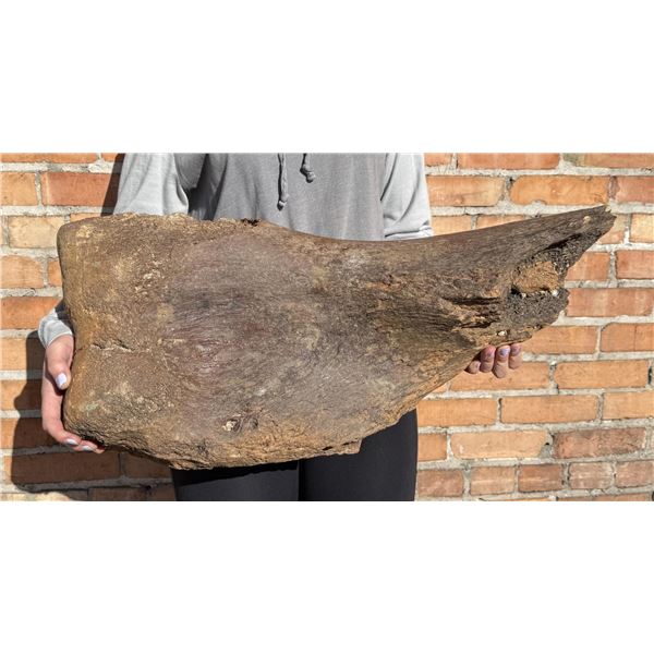 Montana Camarasaurus Humerus Fossil Dinosaur Bone
