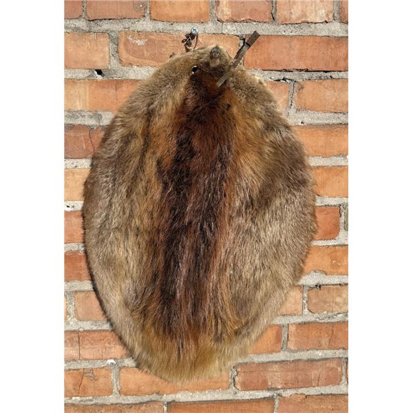 Montana Taxidermy Beaver Hide Pelt