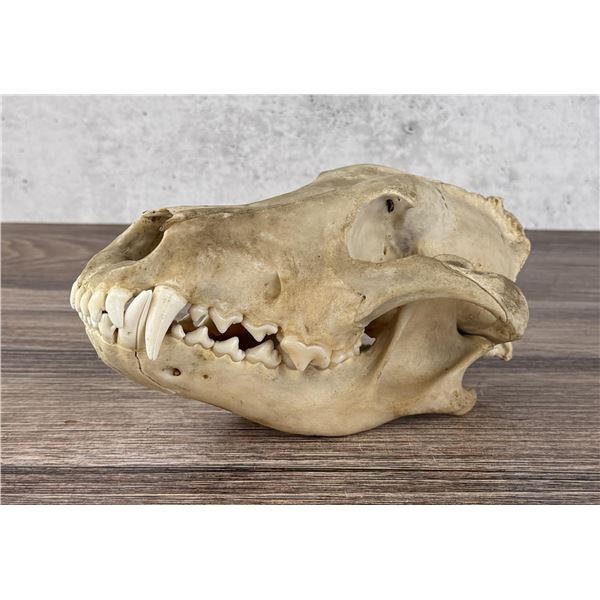 Taxidermy Wolf Skull