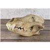 Image 1 : Taxidermy Wolf Skull