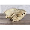 Image 2 : Taxidermy Wolf Skull