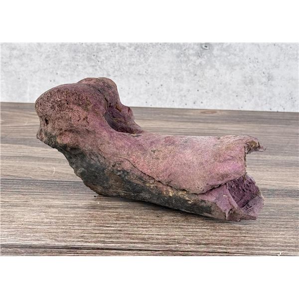 Ancient Montana Mineralized Buffalo Bone
