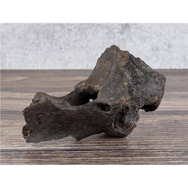 Ancient Montana Mineralized Buffalo Vertebrae