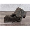 Image 1 : Ancient Montana Mineralized Buffalo Vertebrae