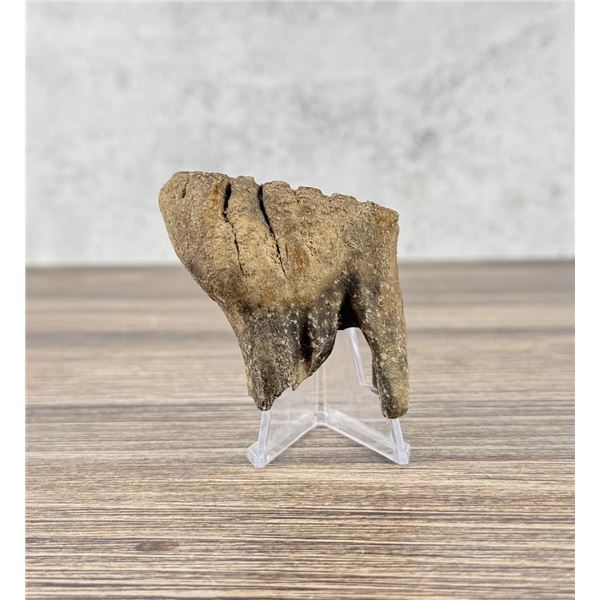 Ancient Montana Mineralized Buffalo Tooth