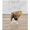 Image 2 : Ancient Montana Mineralized Buffalo Tooth