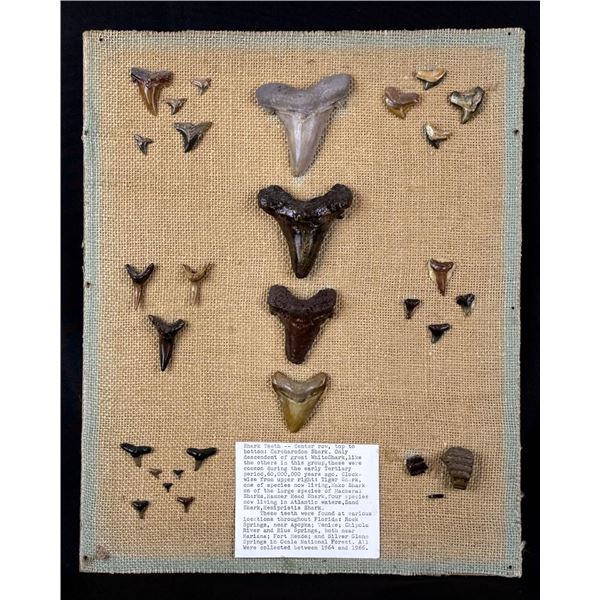 Collection of Fossil Shark Teeth
