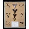 Image 1 : Collection of Fossil Shark Teeth