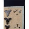 Image 3 : Collection of Fossil Shark Teeth