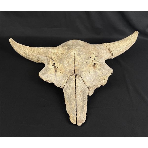 Montana River Found Ancient Buffalo Skull