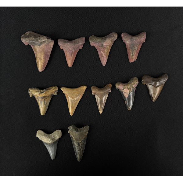 Collection of Fossil Shark Teeth