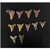 Image 1 : Collection of Fossil Shark Teeth
