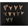 Image 2 : Collection of Fossil Shark Teeth