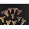 Image 3 : Collection of Fossil Shark Teeth