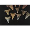 Image 4 : Collection of Fossil Shark Teeth