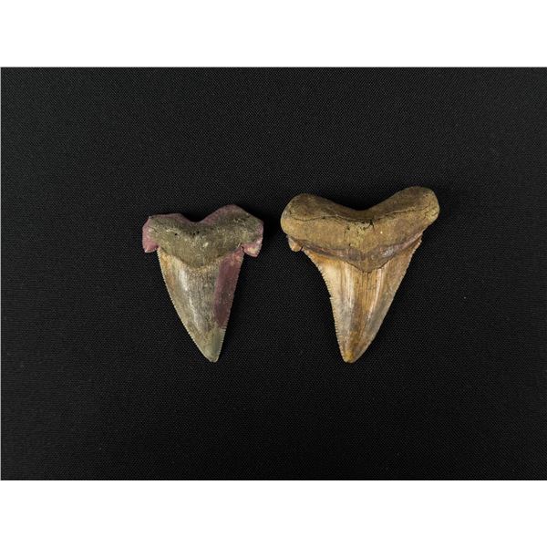 Collection of Fossil Shark Teeth