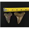 Image 4 : Collection of Fossil Shark Teeth