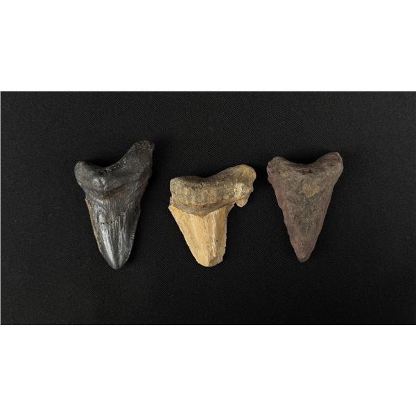 Collection of Megalodon Fossil Shark Teeth