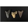 Image 1 : Collection of Megalodon Fossil Shark Teeth