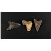 Image 2 : Collection of Megalodon Fossil Shark Teeth