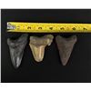 Image 4 : Collection of Megalodon Fossil Shark Teeth