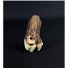 Image 3 : Fossil Teeth
