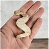 Image 3 : Carl Etsate Zuni Carved Rattlesnake Fetish