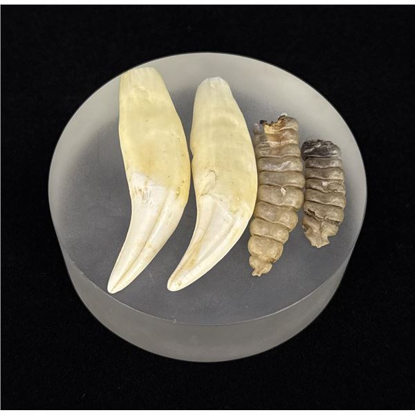 Bear Teeth and Rattlesnake Rattles