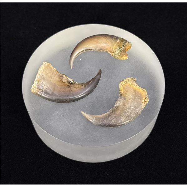 Collection of Black Bear Claws