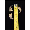Image 3 : Collection of Black Bear Claws