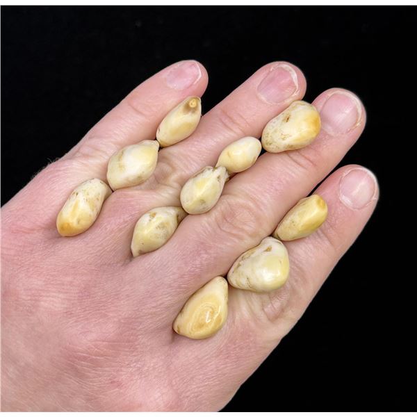 Montana Bull Elk Teeth