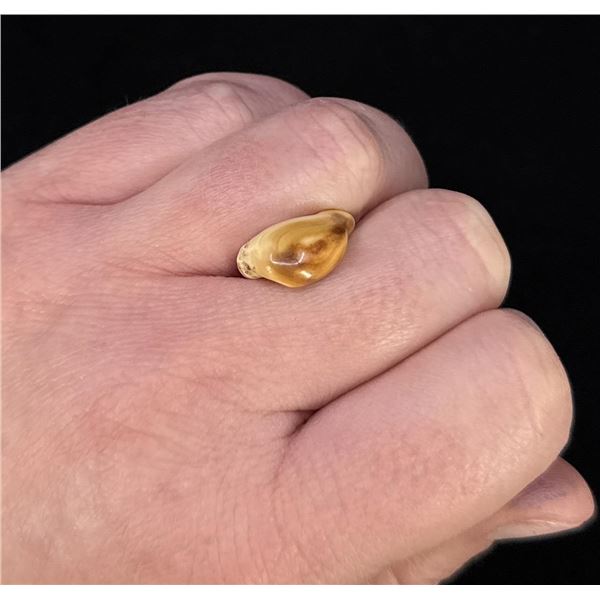 Montana Bull Elk Tooth