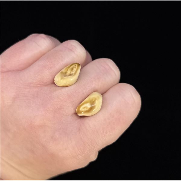 Montana Bull Elk Teeth