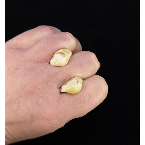 Montana Bull Elk Teeth