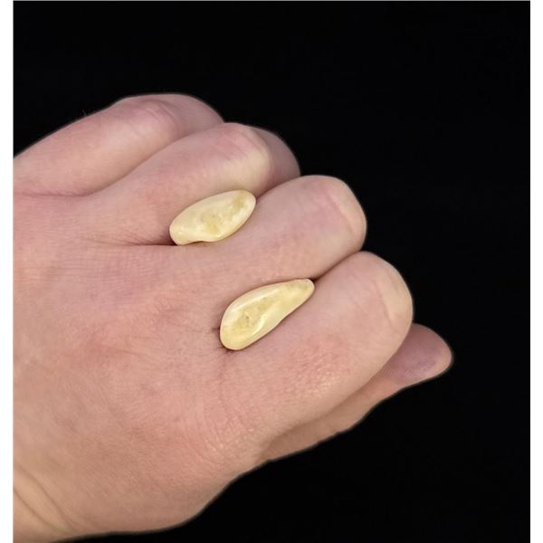 Montana Bull Elk Teeth