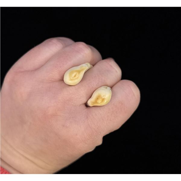 Montana Bull Elk Teeth