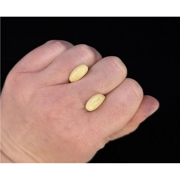 Montana Bull Elk Teeth