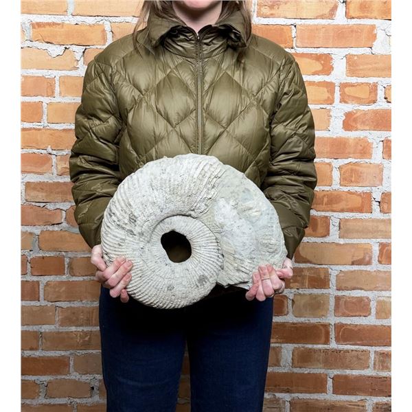 Large Ammonite Fossil