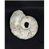 Image 2 : Large Ammonite Fossil