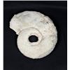 Image 3 : Large Ammonite Fossil
