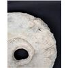 Image 4 : Large Ammonite Fossil