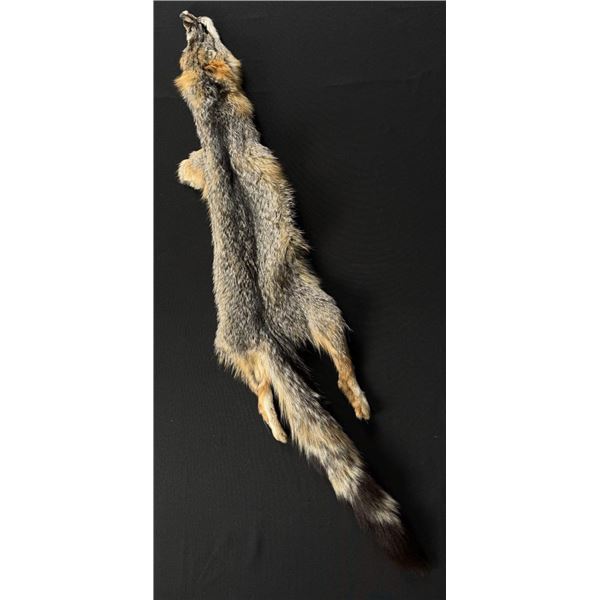 Kit Fox Fur Pelt Taxidermy